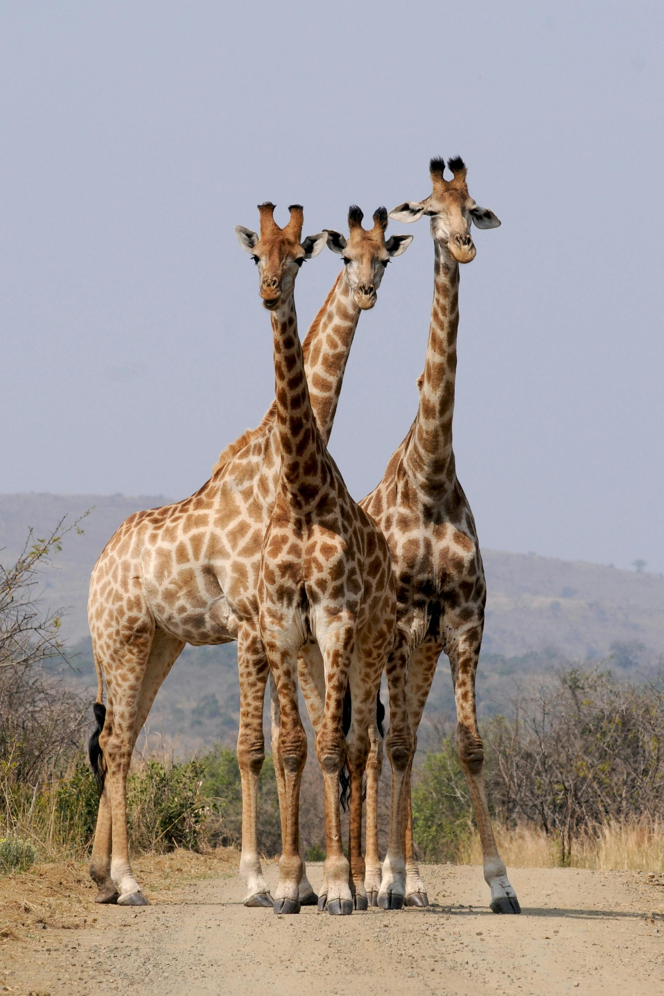 Giraffes